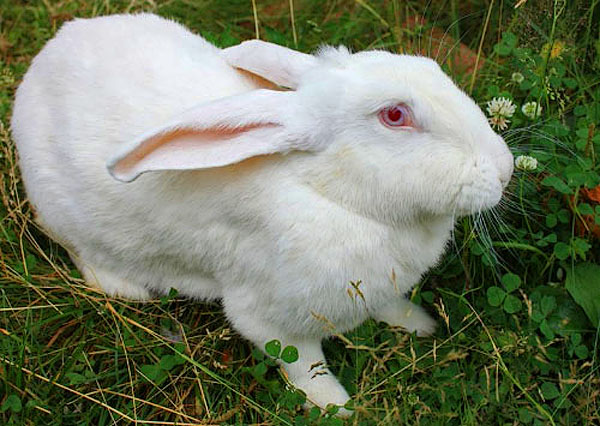 Новые технологии в содержании кроликов