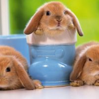 28540 Разведение кроликов в домашних условиях