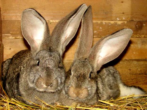 28553 Популярные породы кроликов: фландр