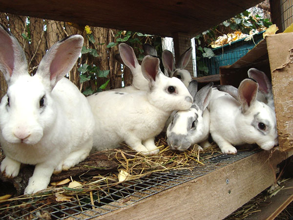 Методы разведения кроликов