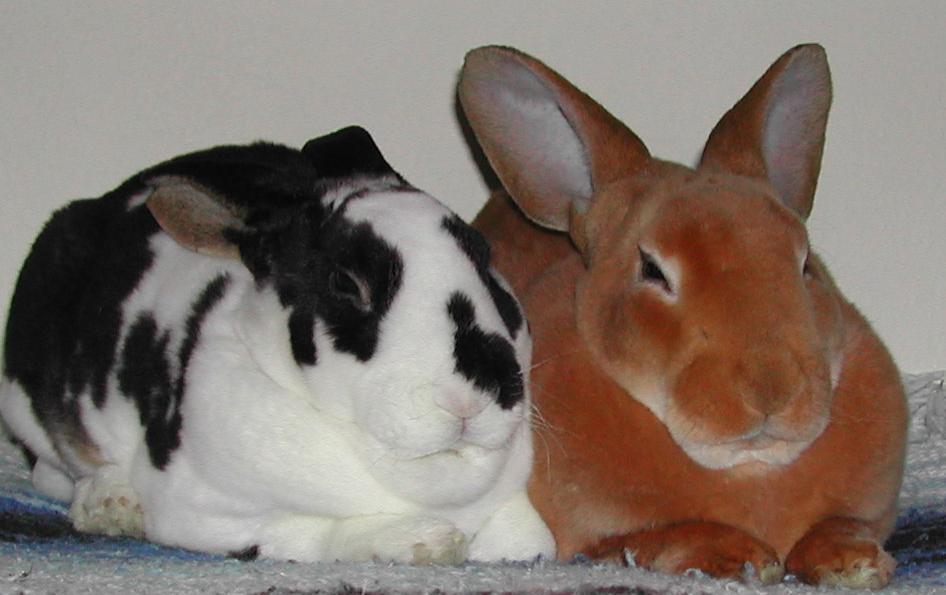 Кролики – акселераты