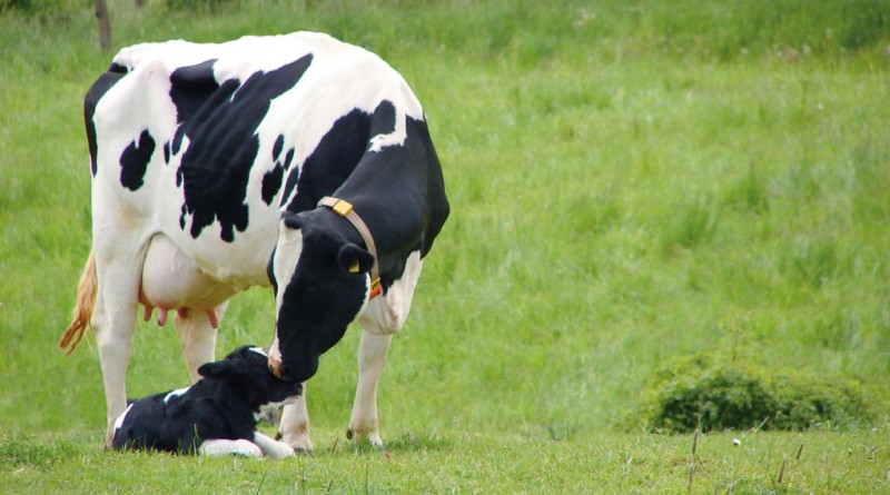 Доение коров