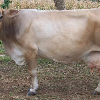 28752 Как правильно выбрать породу коров