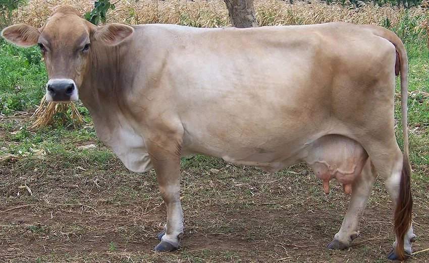 28752 Как правильно выбрать породу коров
