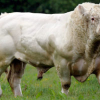 28794 Мясные породы коров