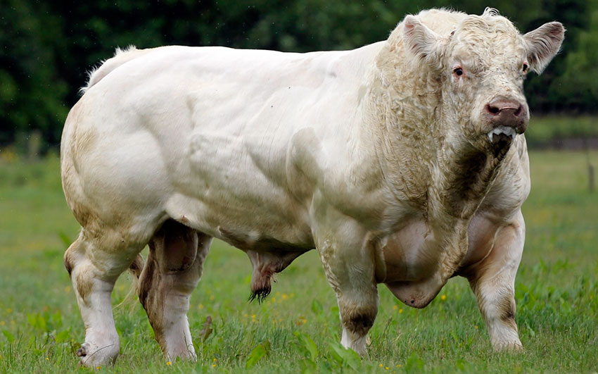 28794 Мясные породы коров