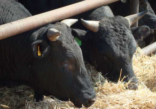 Кормление и содержание быков-производителей