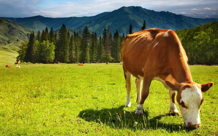 Пастбищно-стойловое содержание коров