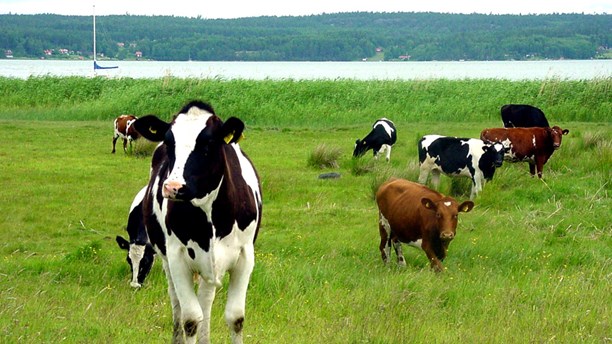 Доение коров: ручное и машинное