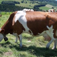 28820 Как строение и форма вымени влияет на удои коров