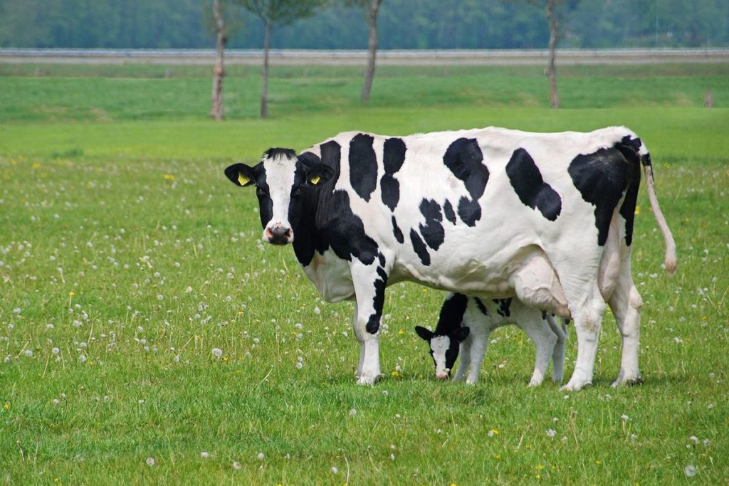 Как строение и форма вымени влияет на удои коров