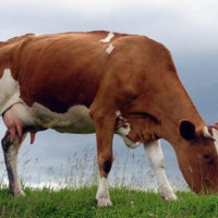 28823 Какие бывают болезни крупного рогатого скота
