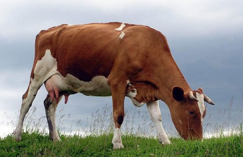 Какие бывают болезни крупного рогатого скота