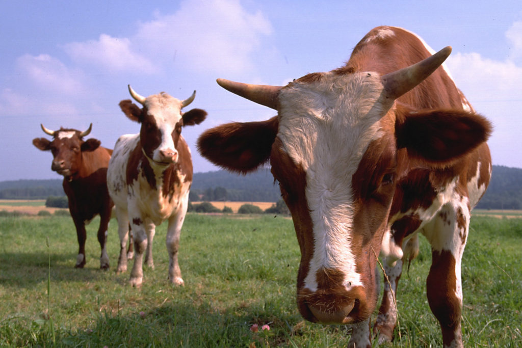 Какие бывают болезни крупного рогатого скота