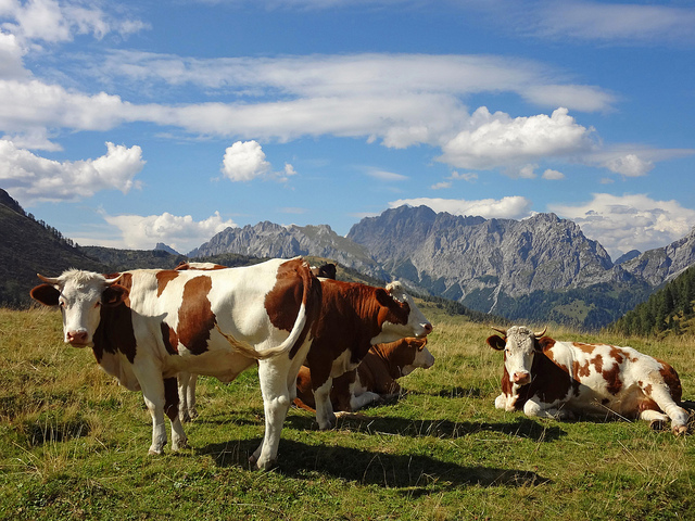 Сокращение затрат на содержание коров в стойловый период