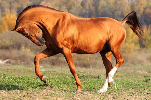 28847 Донская порода лошадей