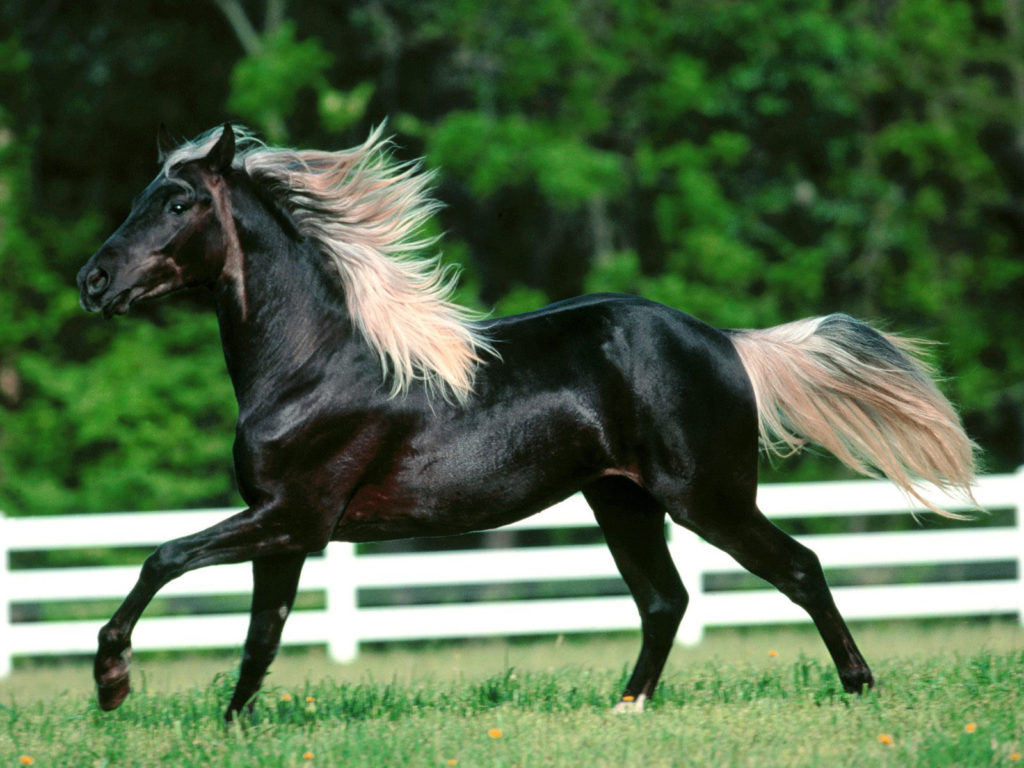 Основные масти и породы лошадей