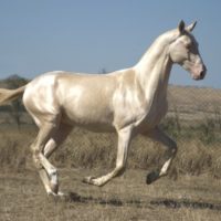 28855 Ахалтекинская порода лошадей