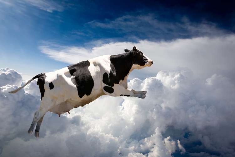 Молочная продуктивность коров: способы планирования