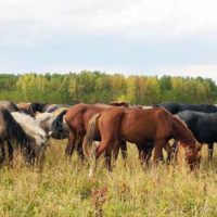 28895 Применение лошадей в фермерском хозяйстве