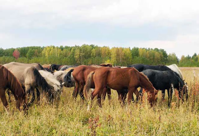28895 Применение лошадей в фермерском хозяйстве