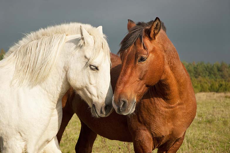Болезни лошадей и их выявление