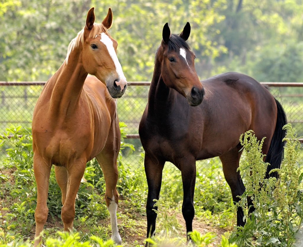 Покупка лошади – как не ошибиться