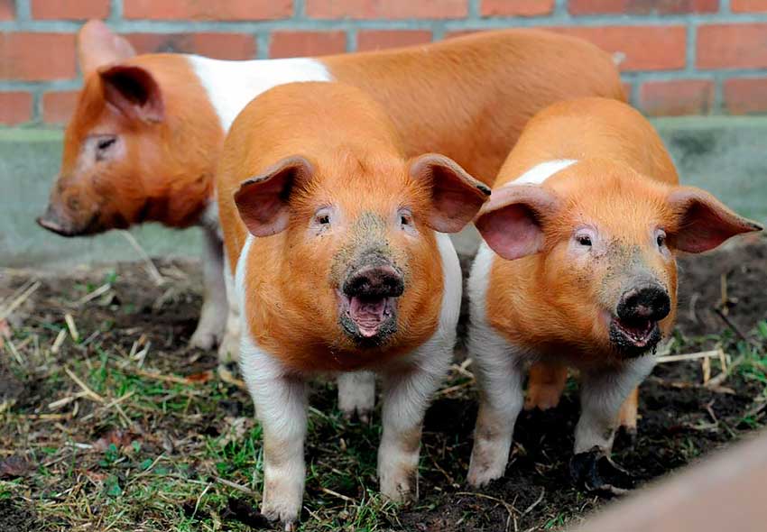 Малоизвестные факты о свиньях