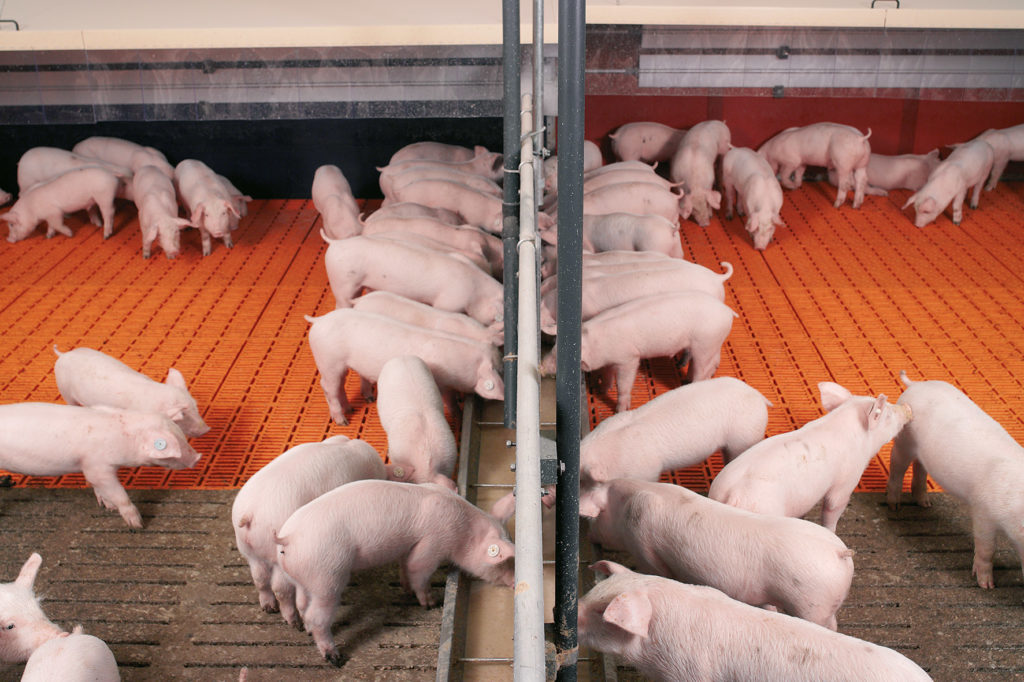 Доращивание поросят и откорм свиней