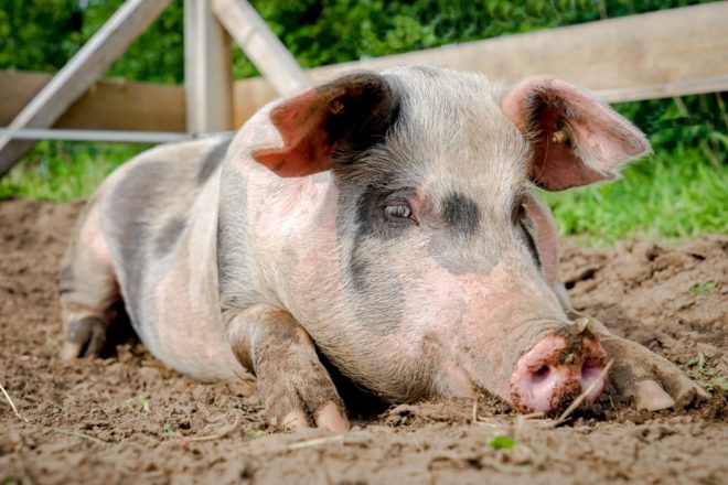 Характеристика кормов для свиней