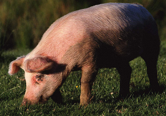 Профилактика заболеваний свиней