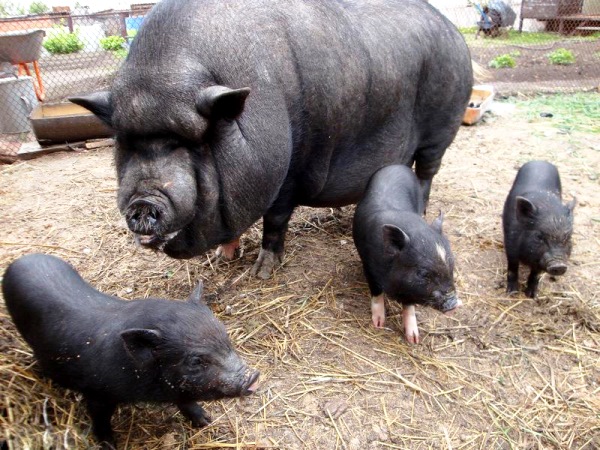 Популярные породы свиней: Вьетнамская вислобрюхая