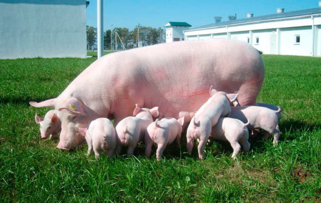 29084 Особенности размножения свиней
