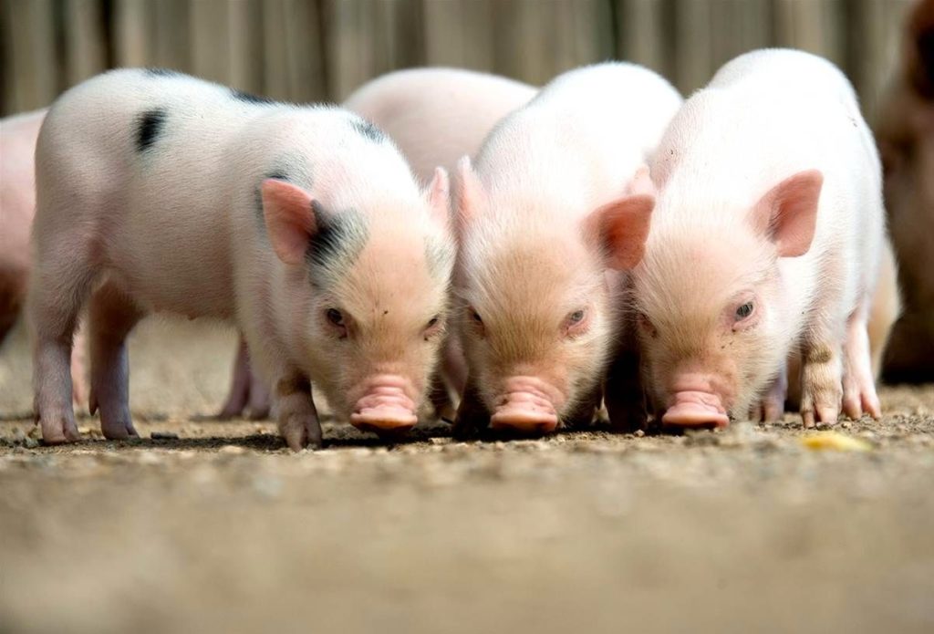 Особенности размножения свиней