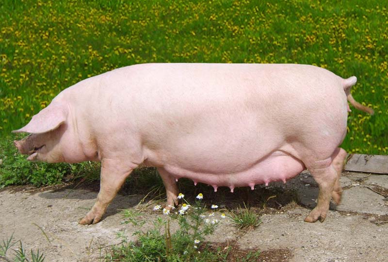 Популярные породы свиней: Ландрас