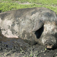 29100 Племенное свиноводство: основные способы и виды