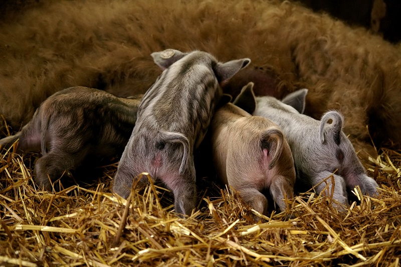 Выбор породы свиней для разведения