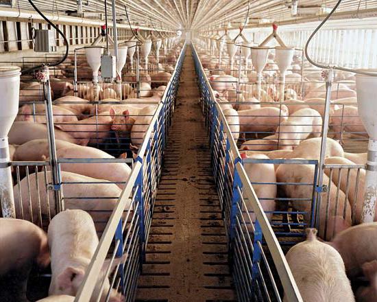 От чего зависит продуктивность свиней?
