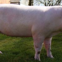 29111 Популярные породы свиней: Крупная белая