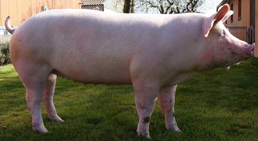 Популярные породы свиней: Крупная белая