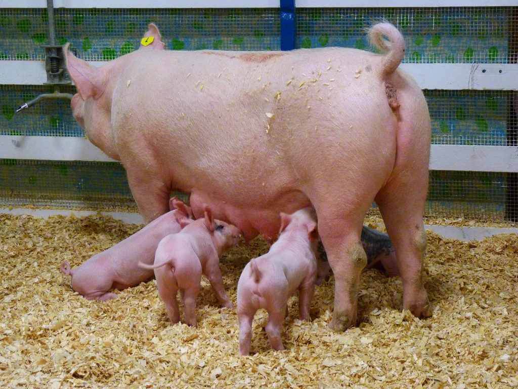 Кормление и уход за свиноматками