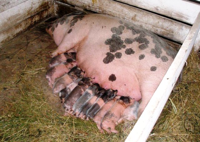 Кормление и уход за свиноматками