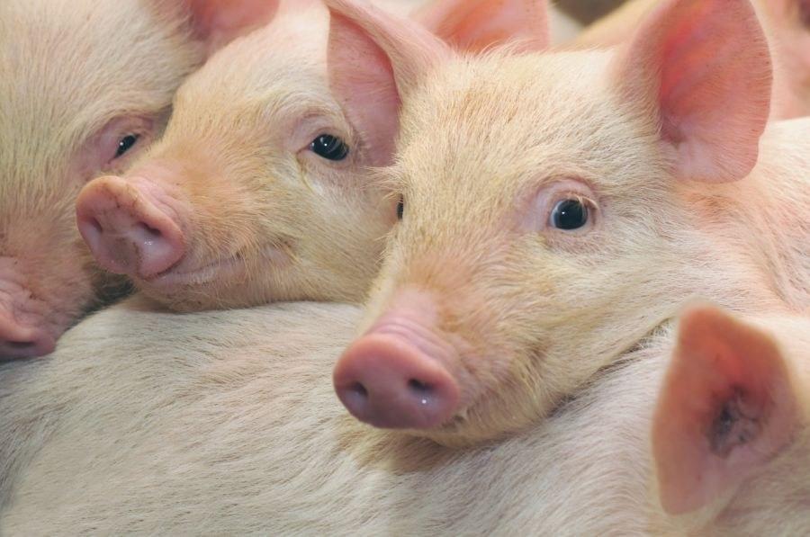 29135 Биология свиней: хозяйственные преимущества