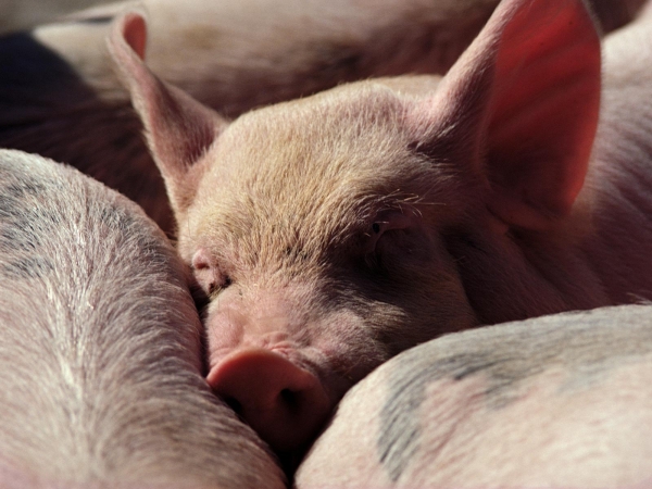 Заболевания свиней и их профилактика