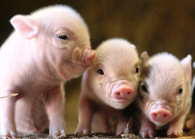 Разведение свиней
