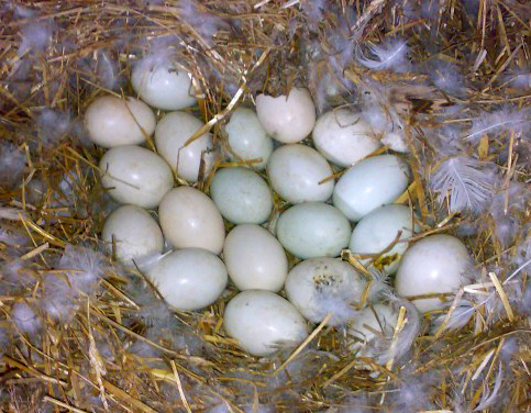 Правила инкубации утиных яиц