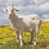 29343 Породы коз и их продуктивность