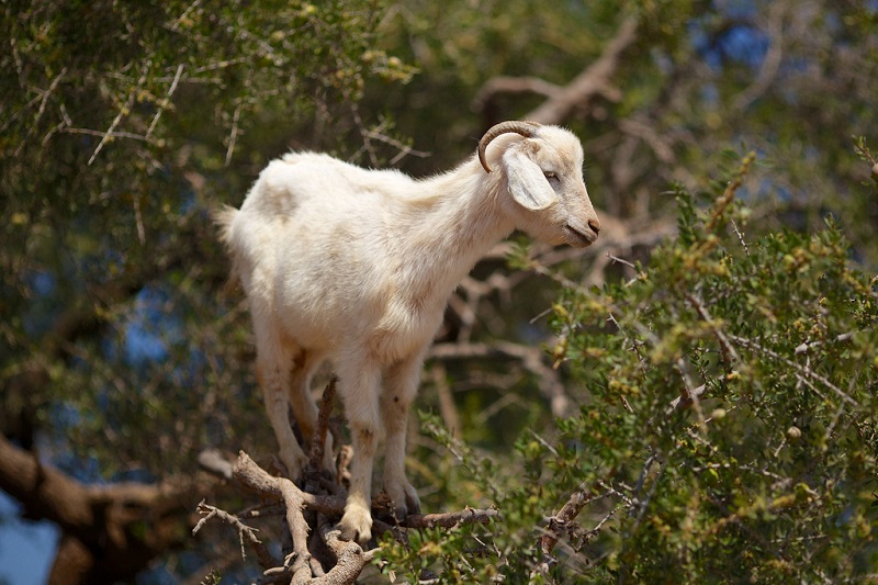 Условия содержания коз