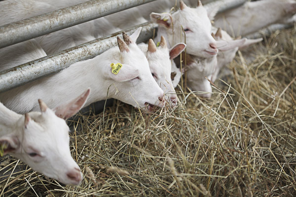 Основные нормы кормления коз