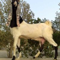 29922 Способы и организация стрижки коз